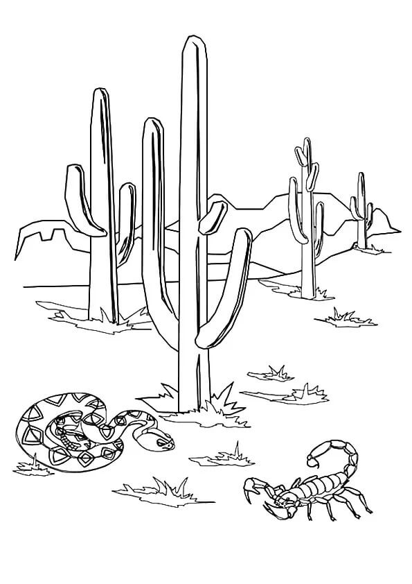 Käärme ja skorpioni kaktuksen kanssa Värityskuva