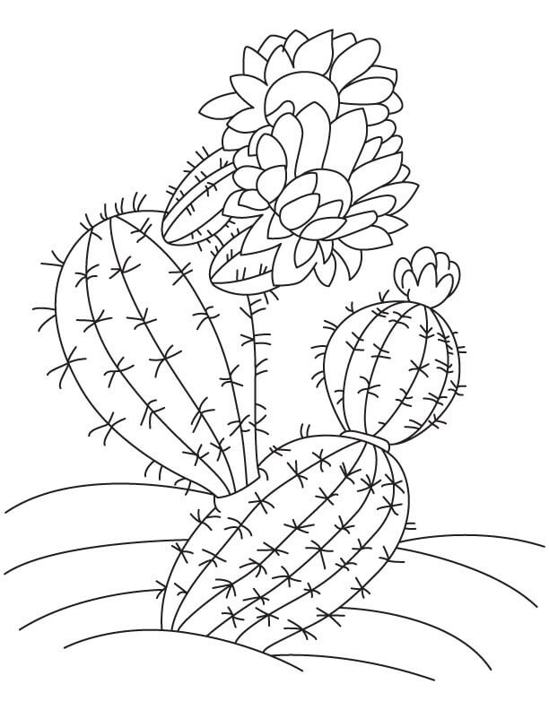 Kaktus ja kukka Värityskuva