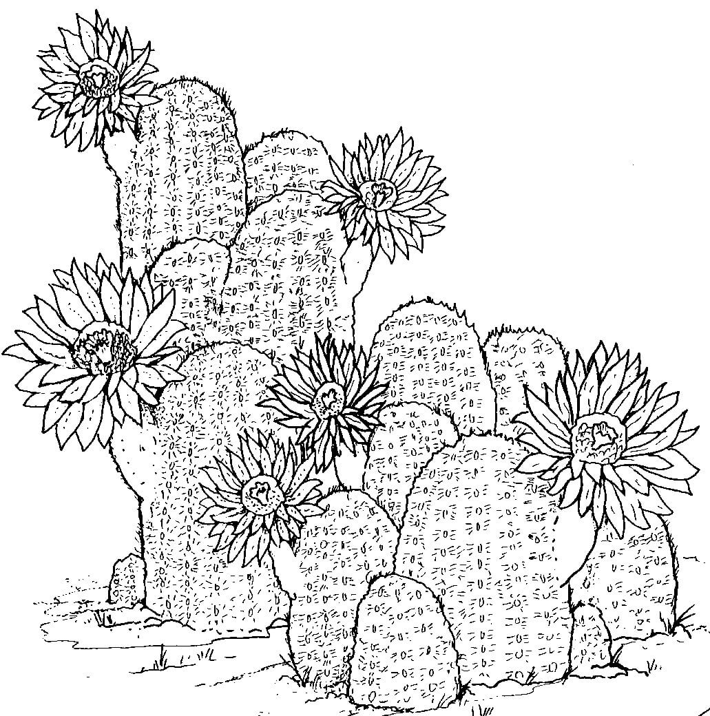 Kaktus käsin piirustus Värityskuva