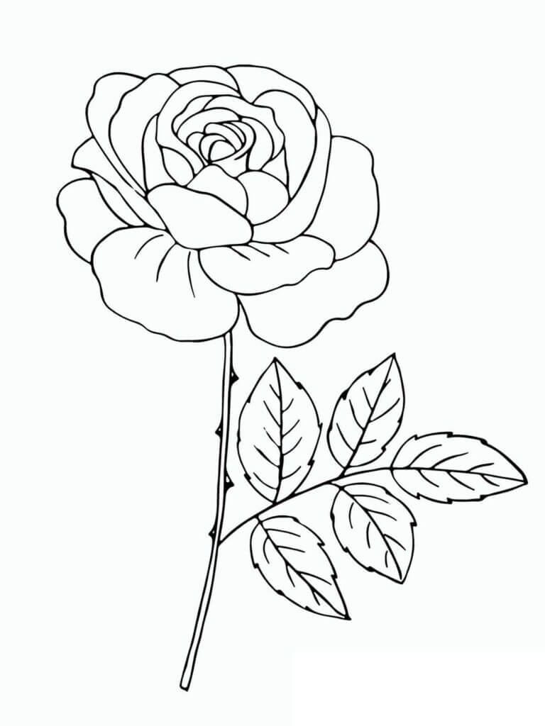 Kivan näköinen ruusunoksa Värityskuva