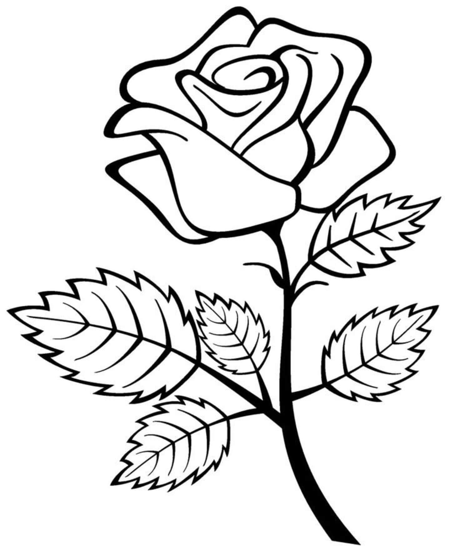Normaali ruusu Värityskuva