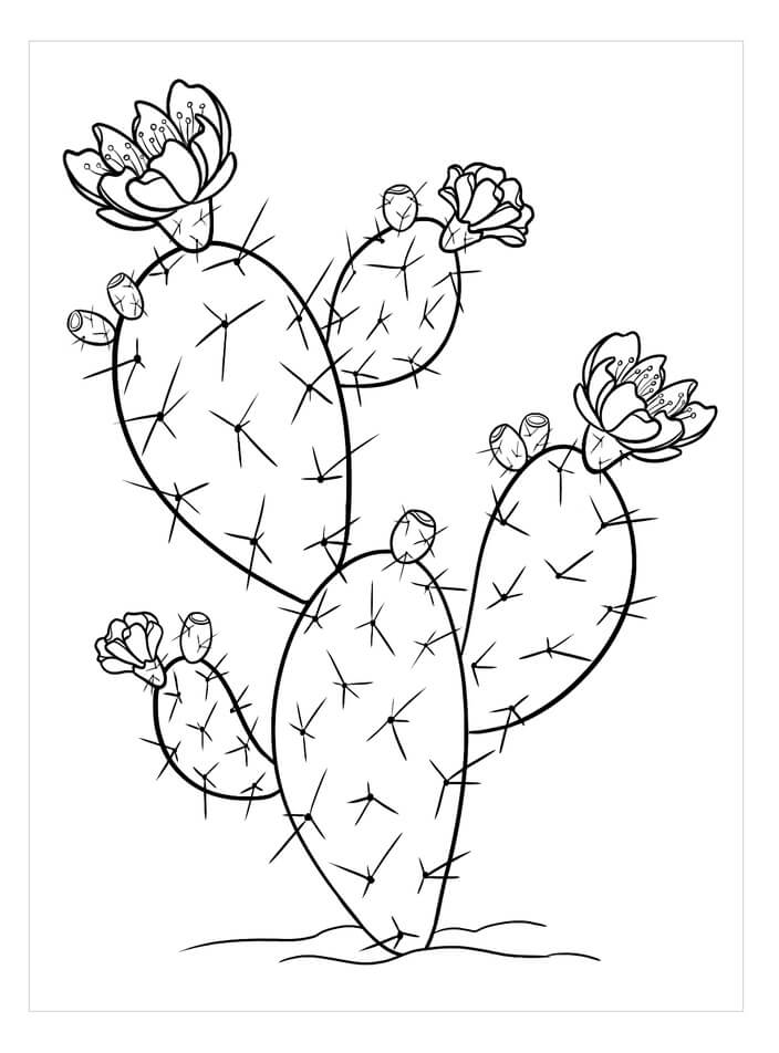 Piikikäs Päärynä Kaktus Värityskuva