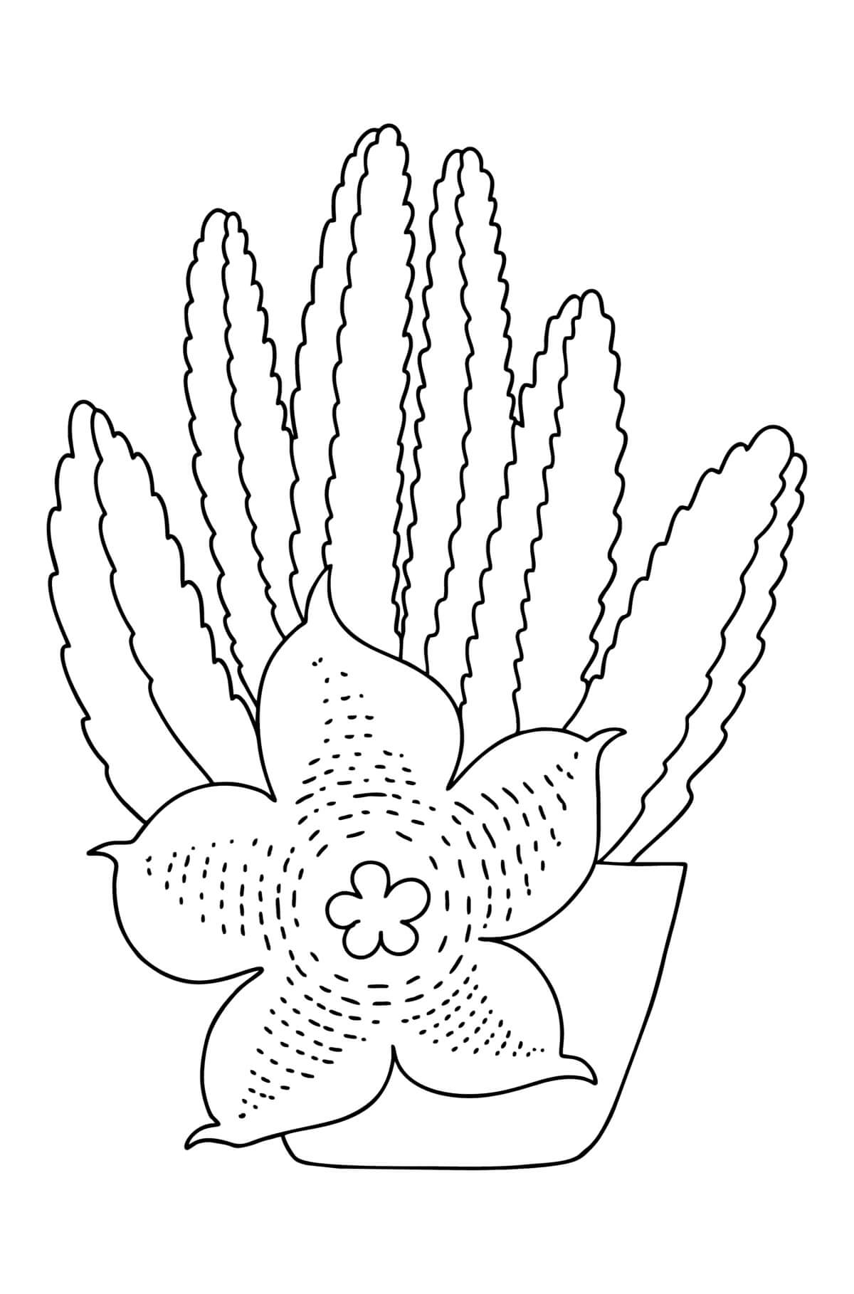 Stapelia kaktus Värityskuva