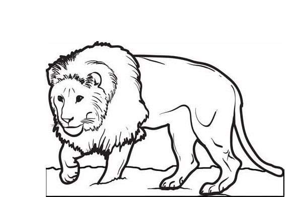 Ilmainen printti leijona Värityskuva
