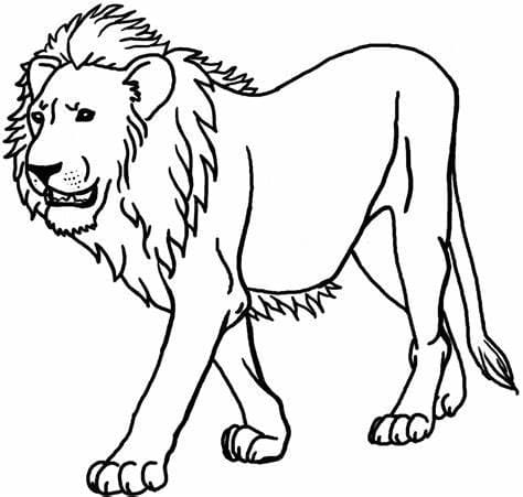 Leijonan kuva HD Värityskuva