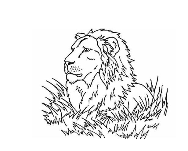 Leijonan pää Värityskuva