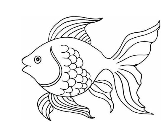 Tulosta kala JPG Värityskuva
