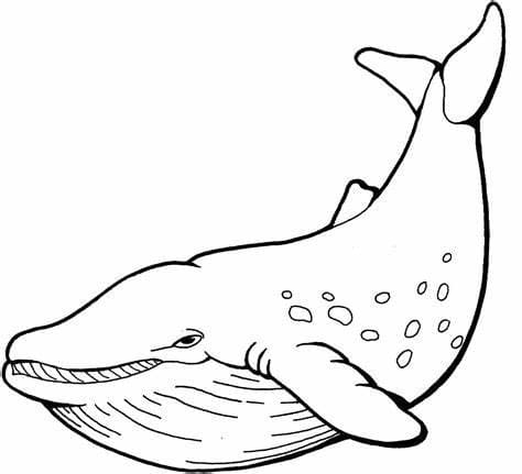 Ilmainen valaiden hahmotelma Värityskuva