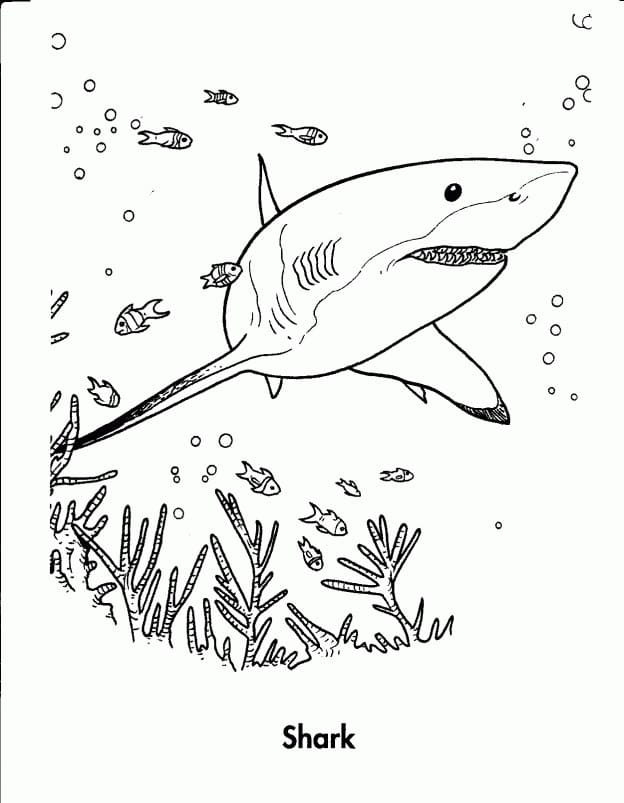 Swimming Shark Värityskuva