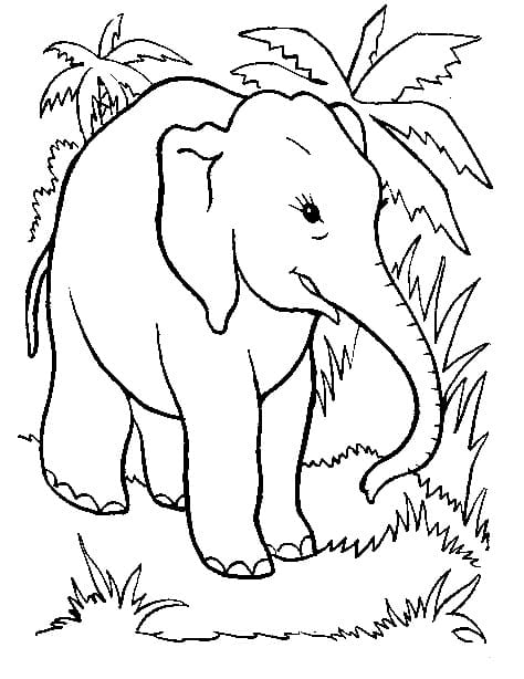 Elefantin paa Värityskuva