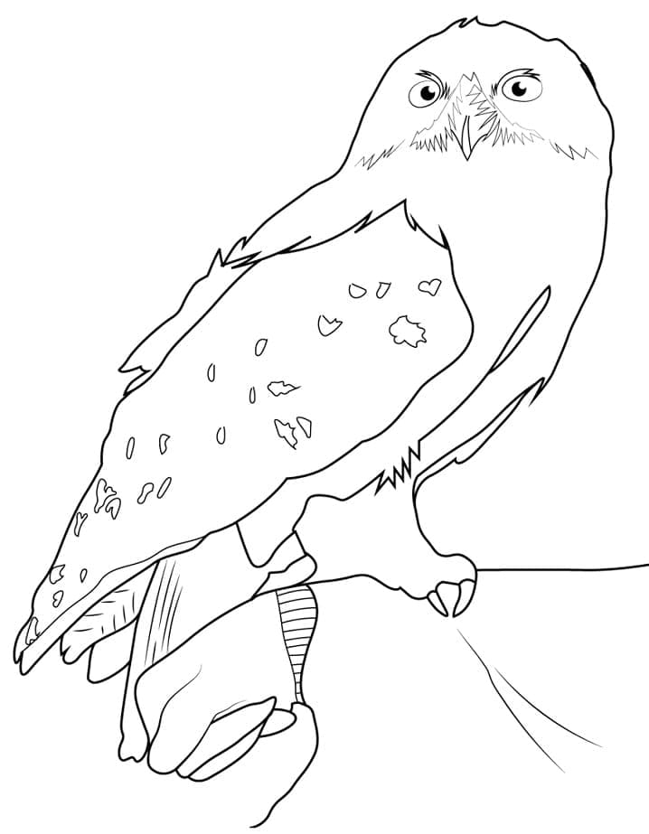 Hedwig Pöllö Värityskuva