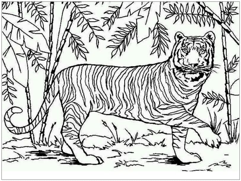 Aasian tiikeri Värityskuva