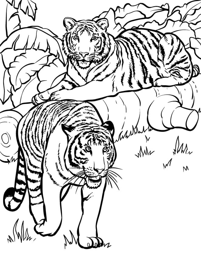 Tiikeri coloring page