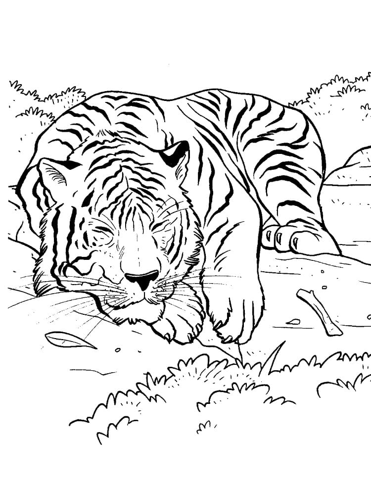 Nukkuva tiikeri Värityskuva