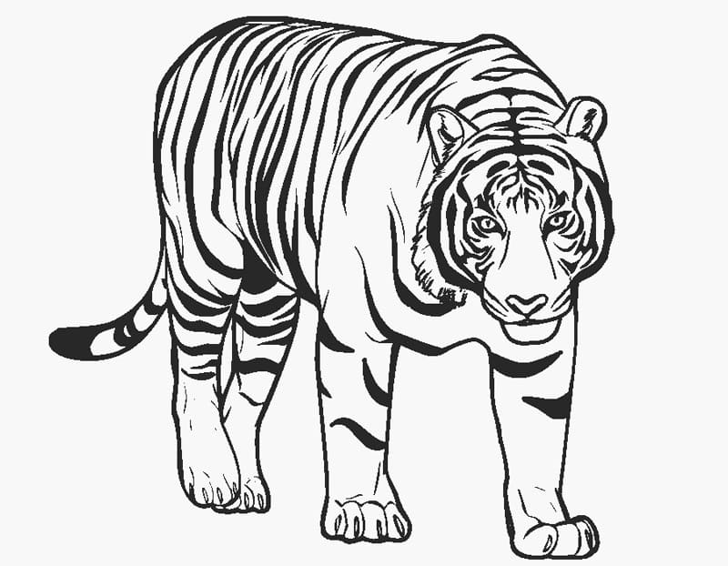 Tiikeri 1 Värityskuva