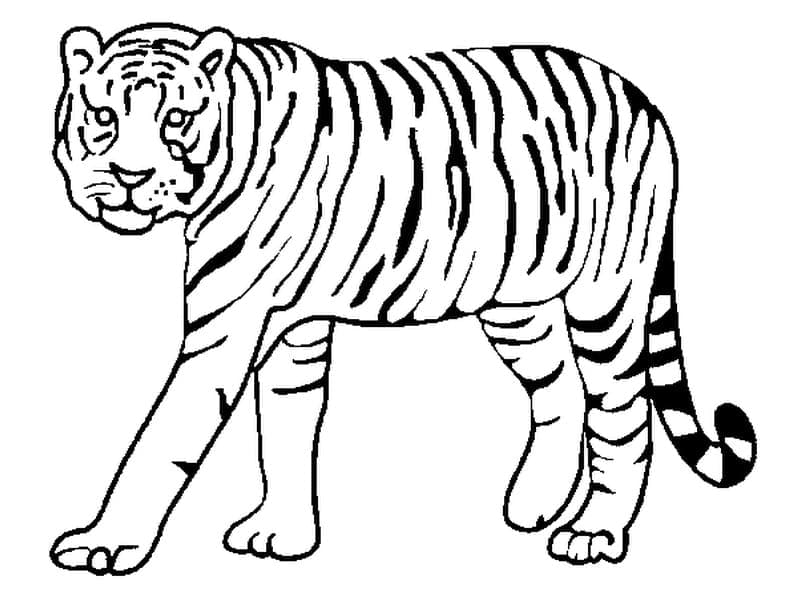Tiikeri ilmaiseksi Värityskuva