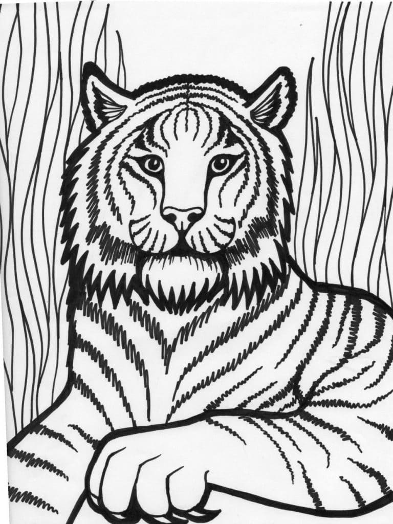 Tiikeri luonnossa Värityskuva