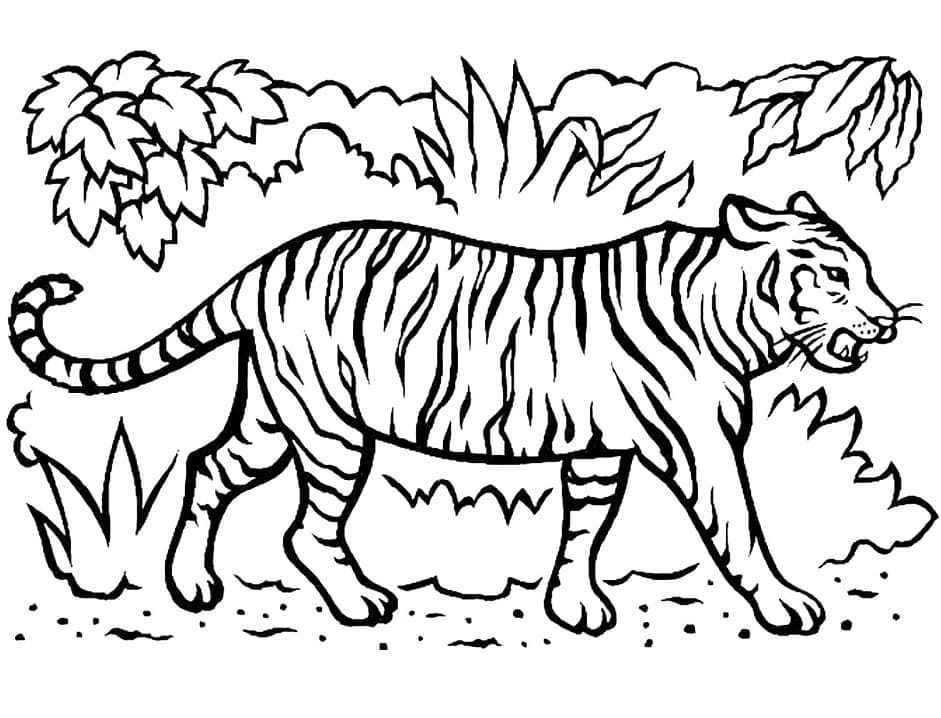 Tiikeri metsässä Värityskuva