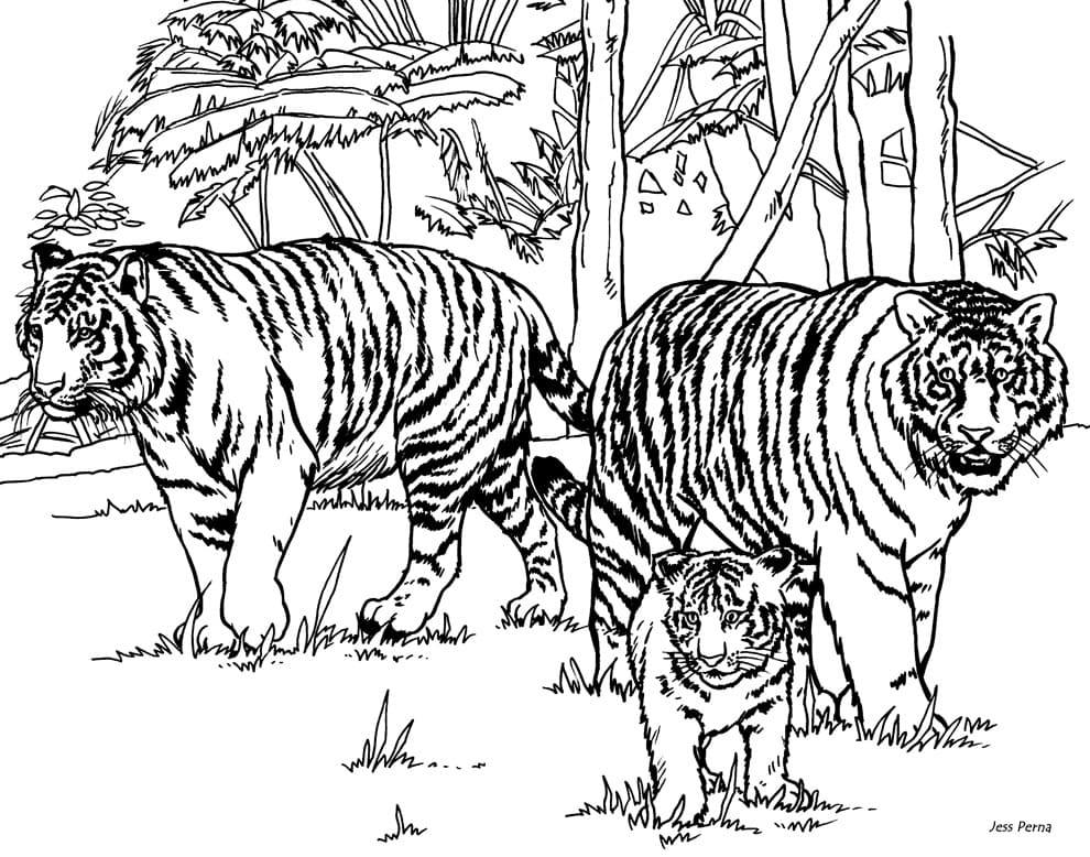 Tiikeri perhe Värityskuva