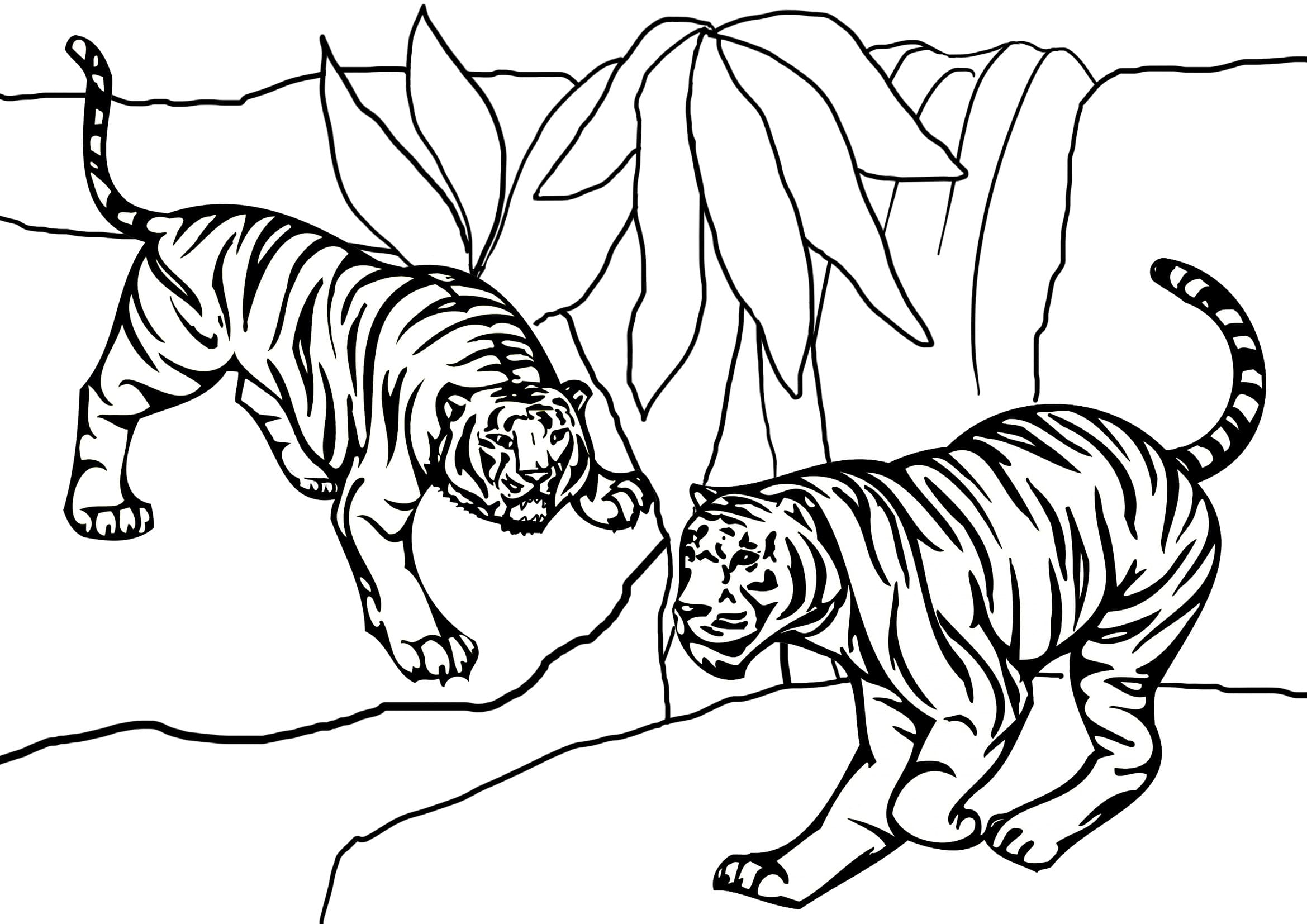 Tiikerit Värityskuva