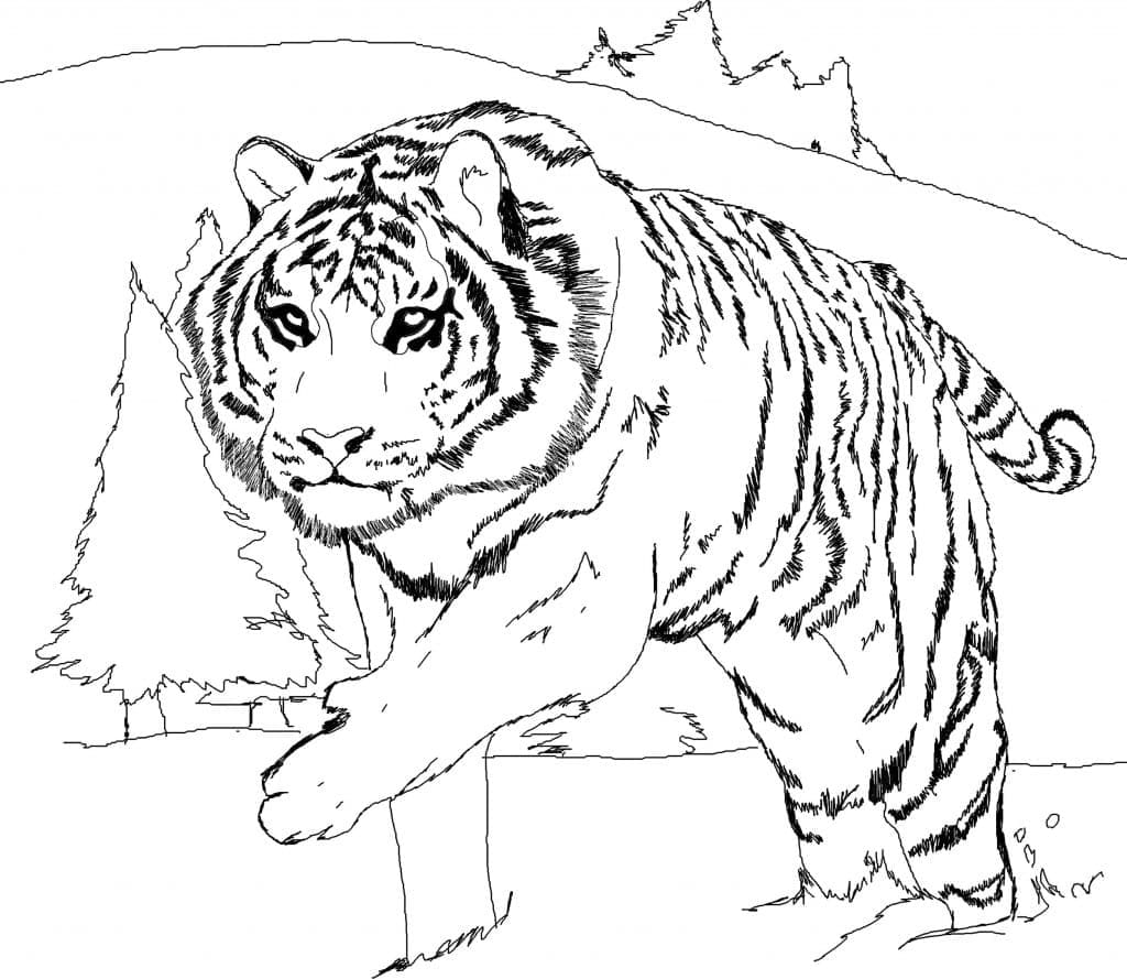 valkoinen tiikeri Värityskuva