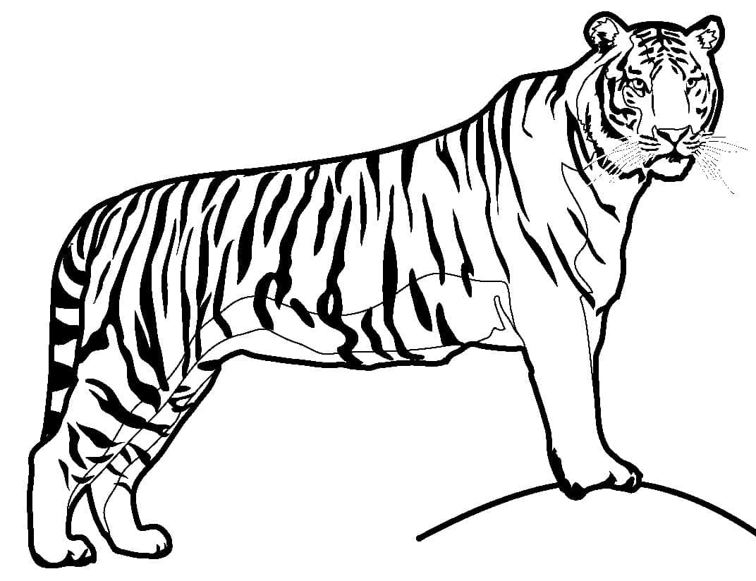 Vapaa Tiikeri Tulostettava Värityskuva