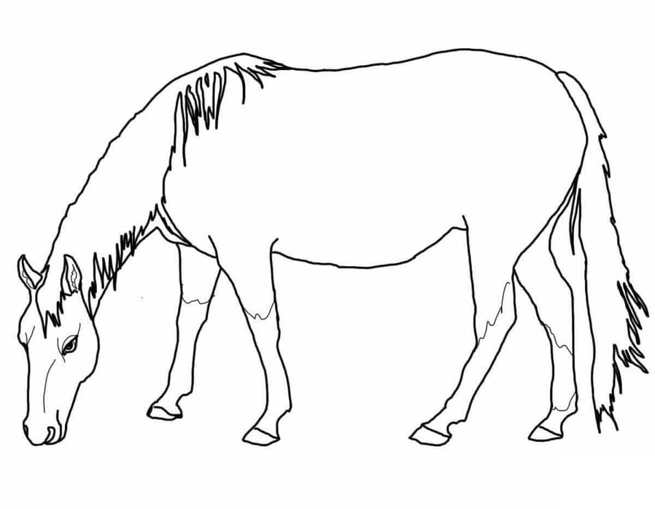 American Quarter Horse coloring page Värityskuva
