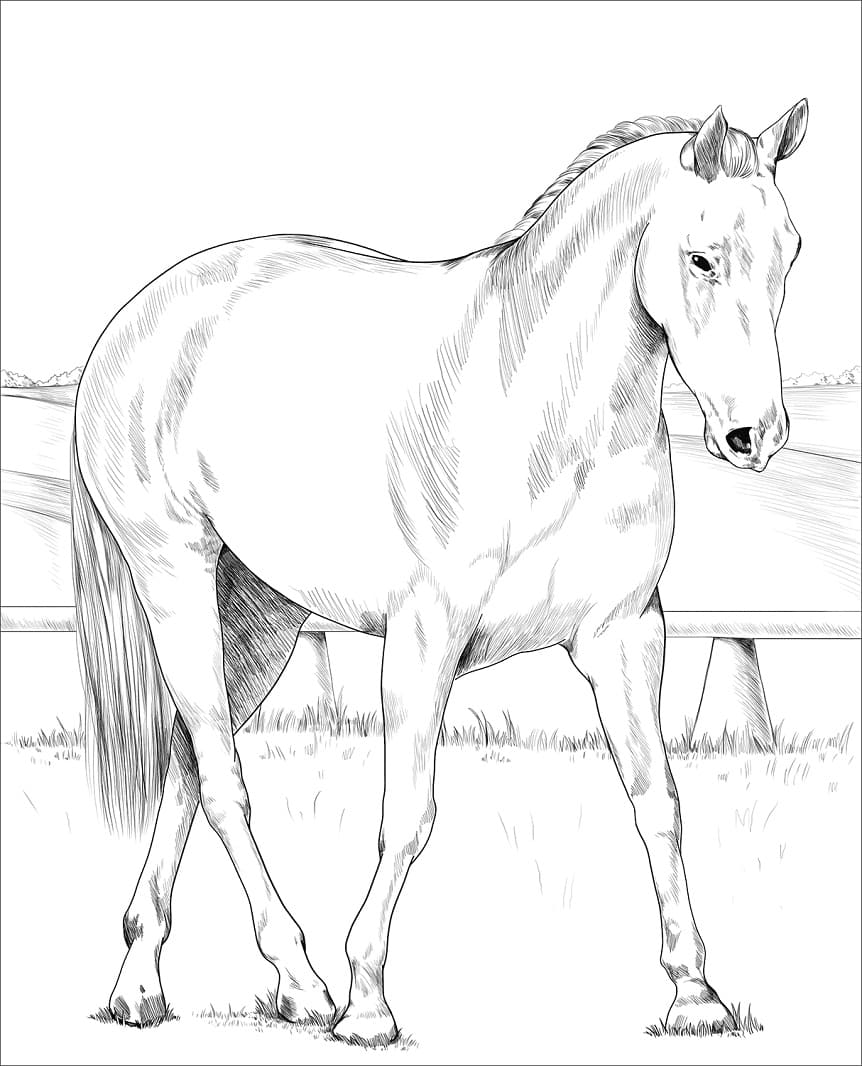 Australian Stock Horse coloring page Värityskuva