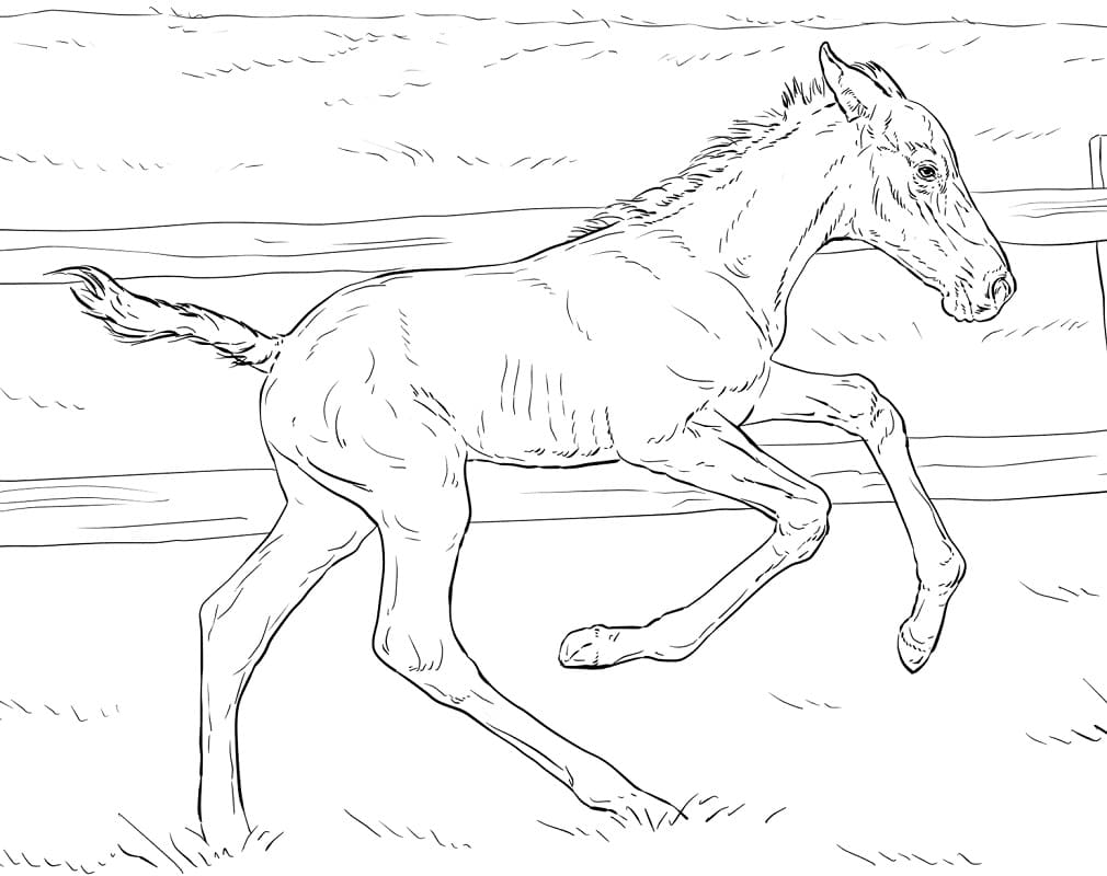 Bucking Foal coloring page Värityskuva