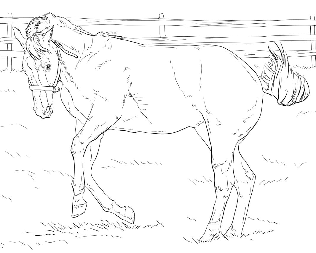 Bucking Horse 1 coloring page Värityskuva