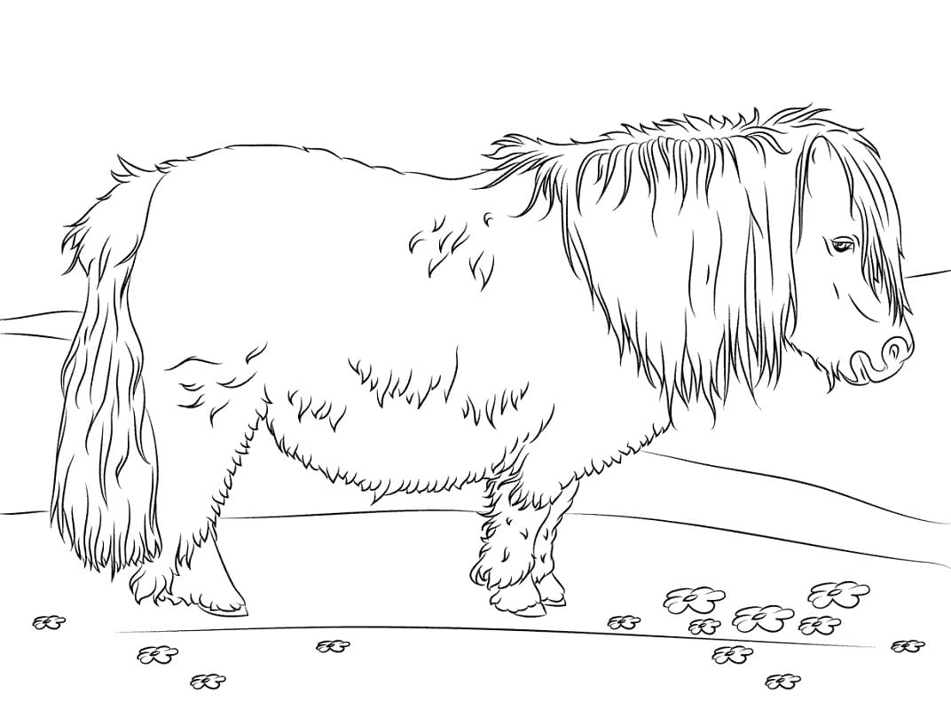 Cute Shetland Pony coloring page Värityskuva