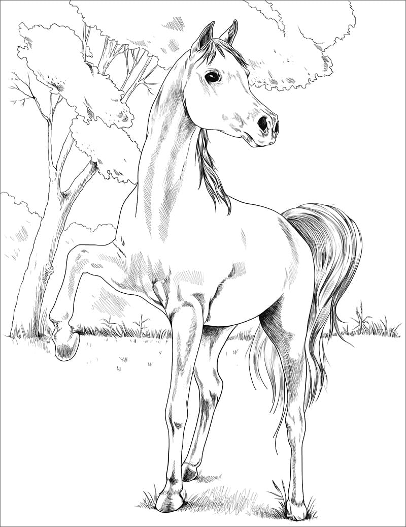 Egyptian Arabian Horse coloring page Värityskuva