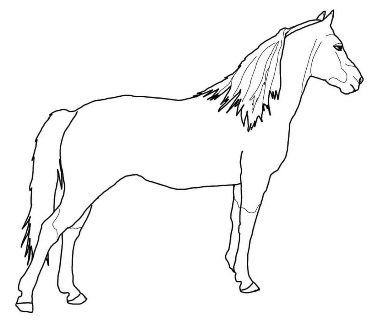 Free Morgan Horse coloring page Värityskuva