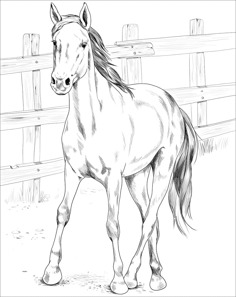 Kiger Mustang Horse coloring page Värityskuva