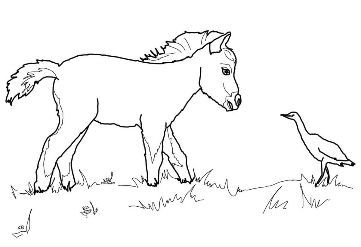Little Horse and Bird coloring page Värityskuva
