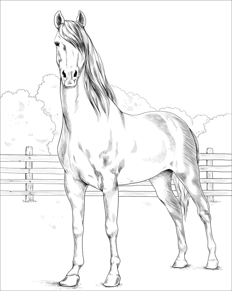 Morgan Horse coloring page Värityskuva