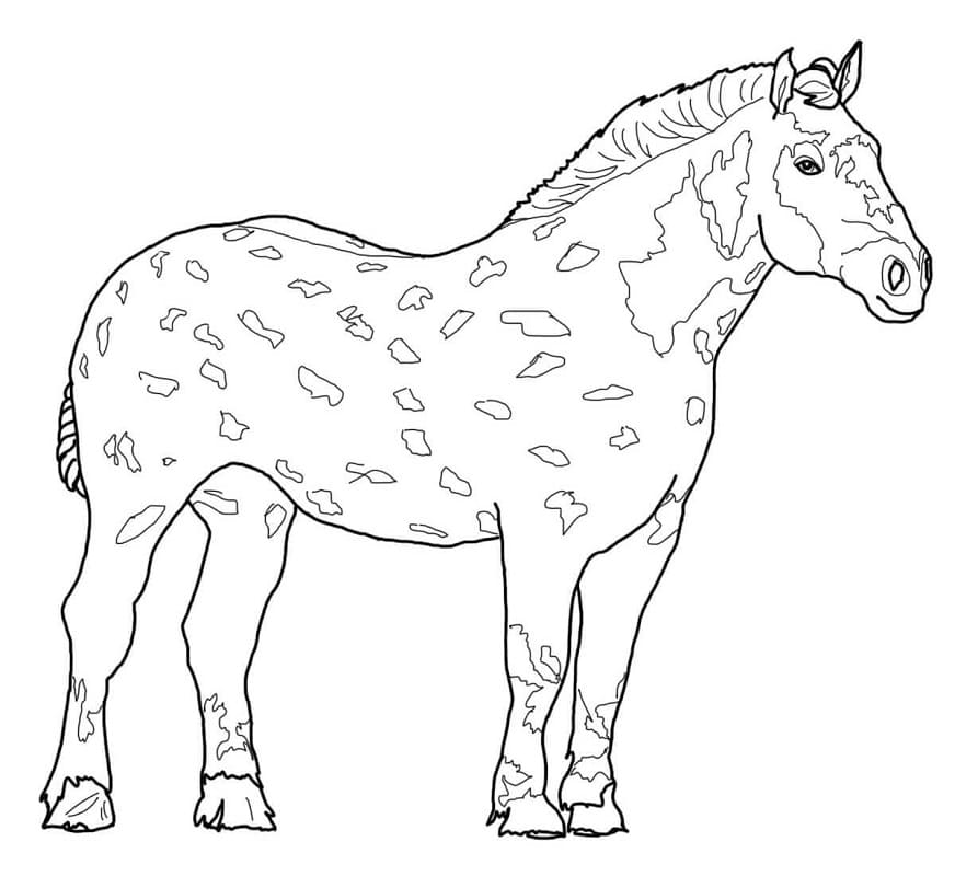 Percheron Horse coloring page Värityskuva