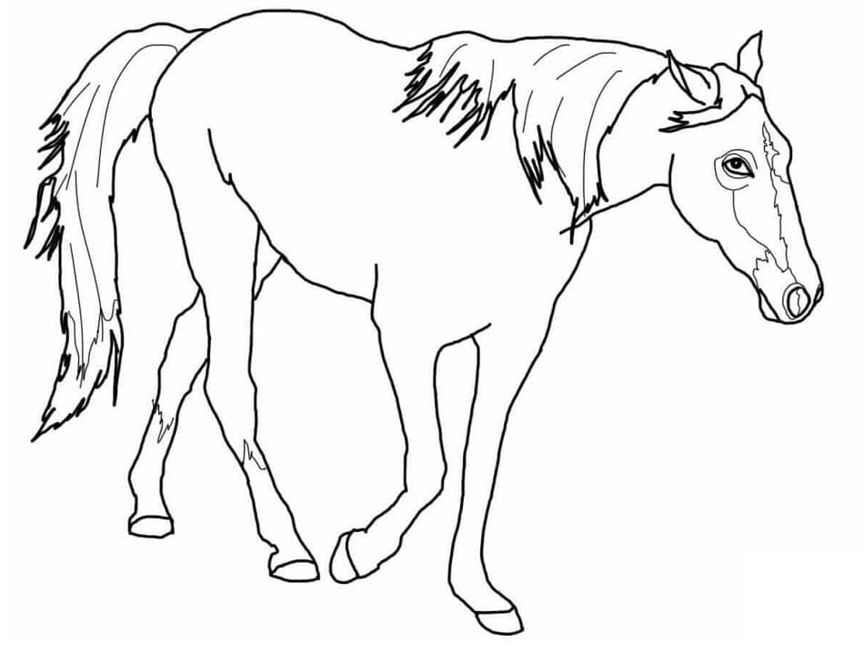 Tennessee Horse coloring page Värityskuva