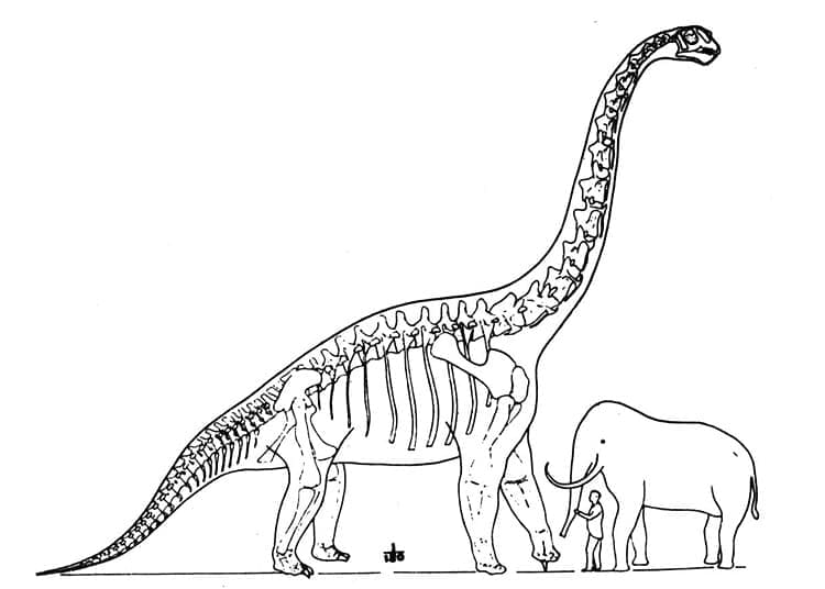 Brachiosaurus runko Värityskuva