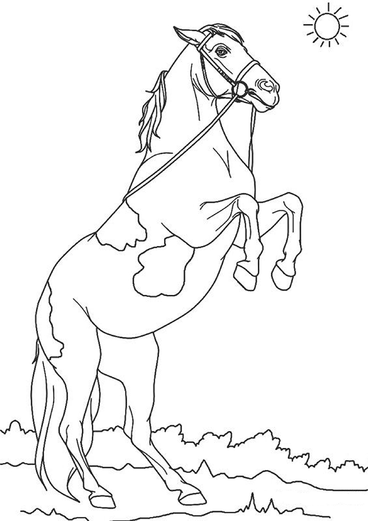 horse (1)_10 Värityskuva