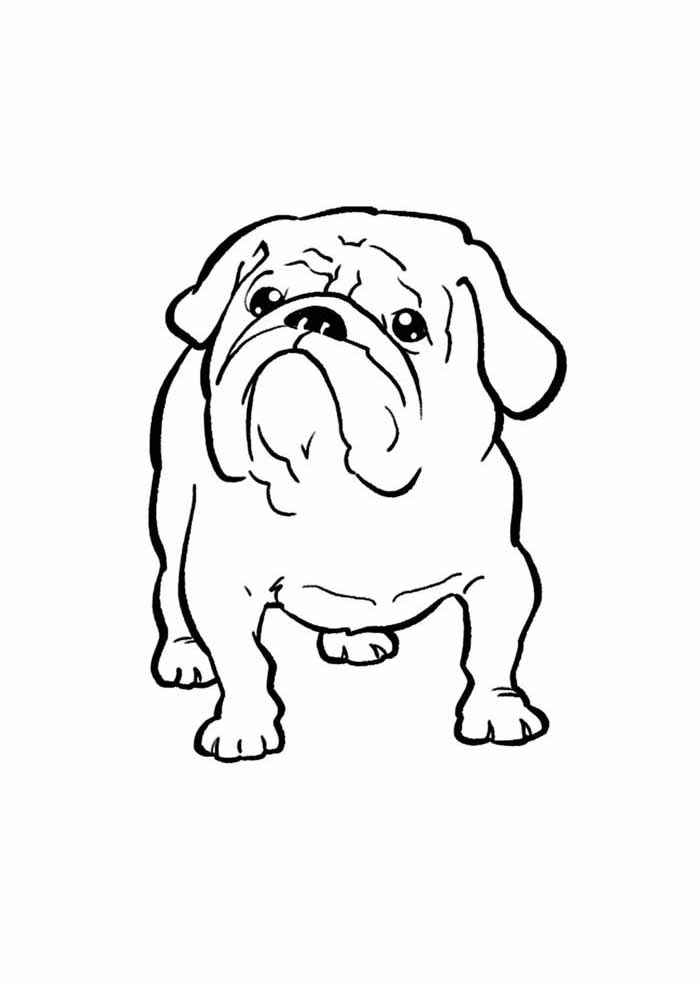 pörröinen koiran piirustus Värityskuva