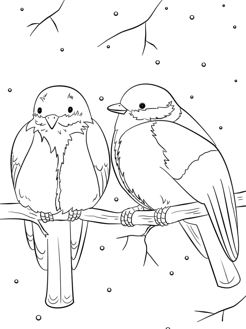 talven linnut Värityskuva