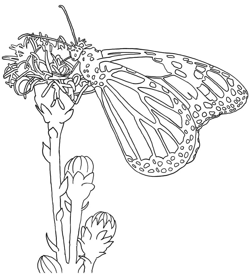 Monarkki Butterfly Värityskuva