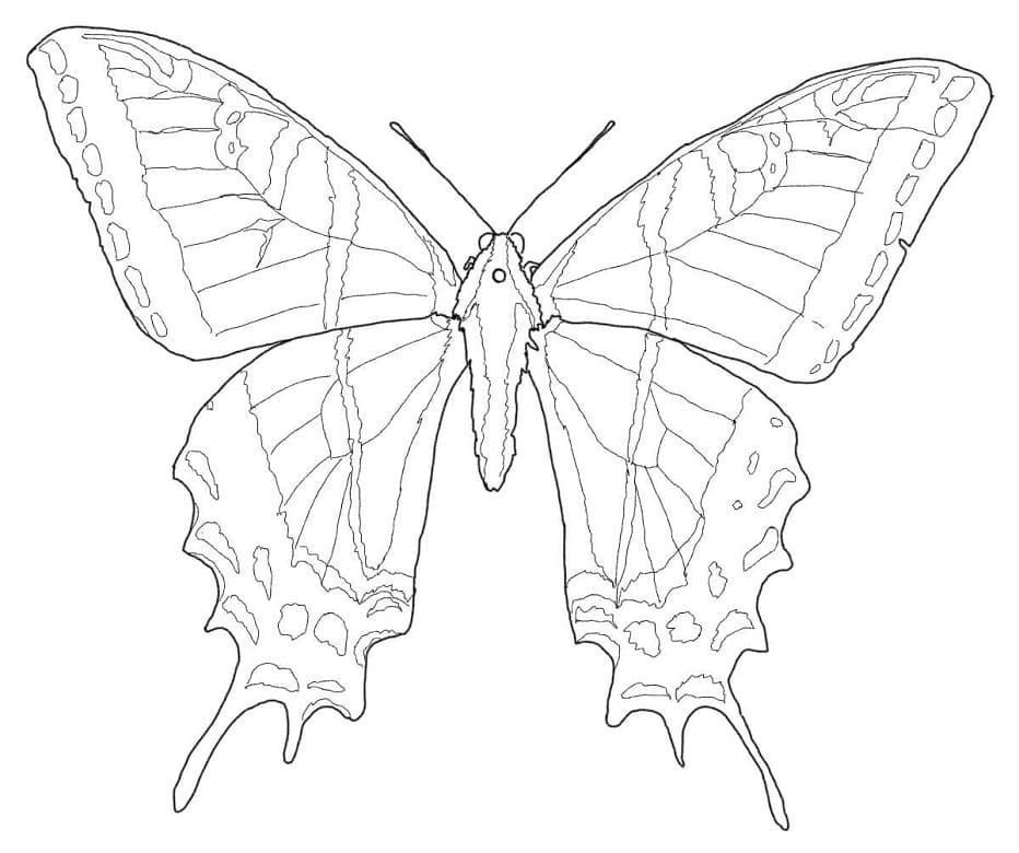 Swallowtail-perhonen Värityskuva