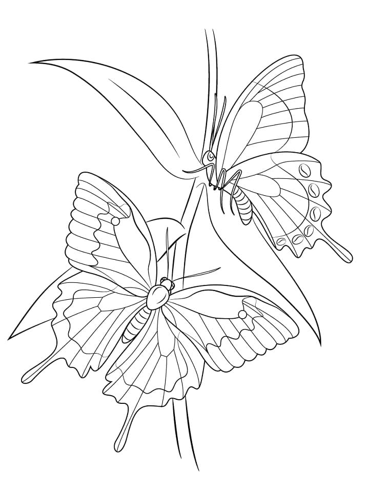 Ulysses perhosia Värityskuva