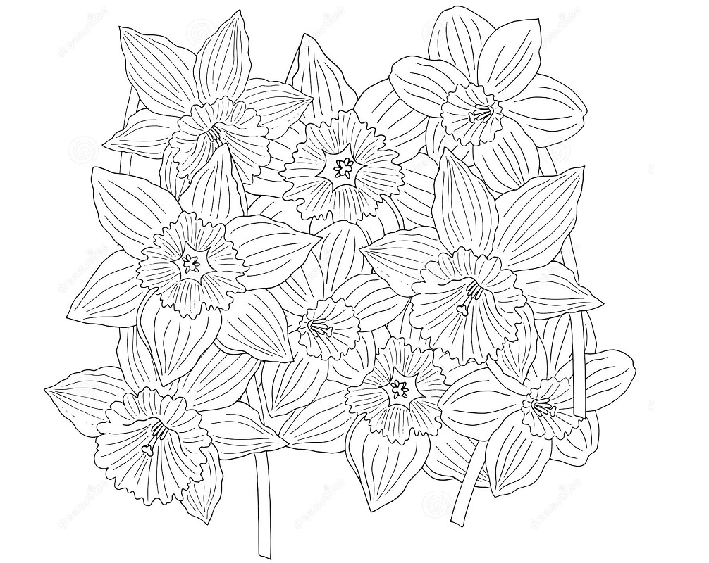 Doodle kukkia narsissit Värityskuva