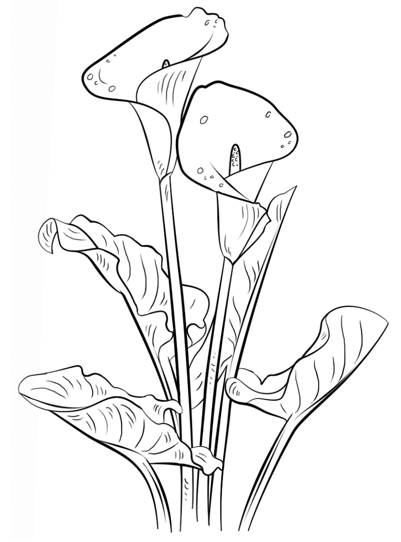 Kukka coloring page