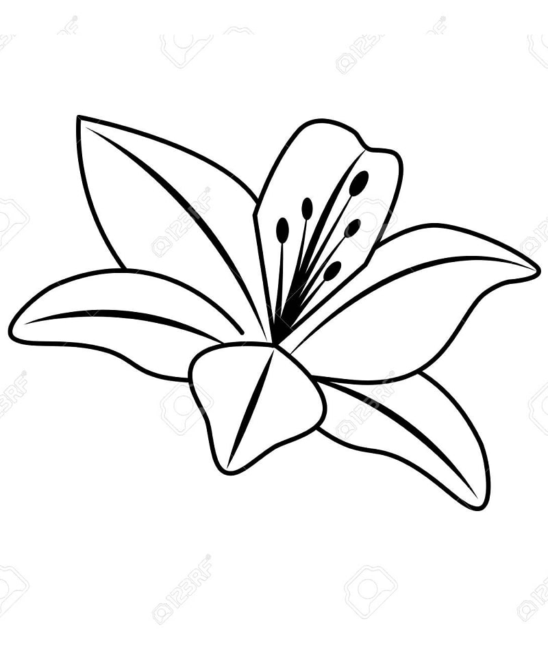 Kaunis täyskukkainen Lilja Värityskuva