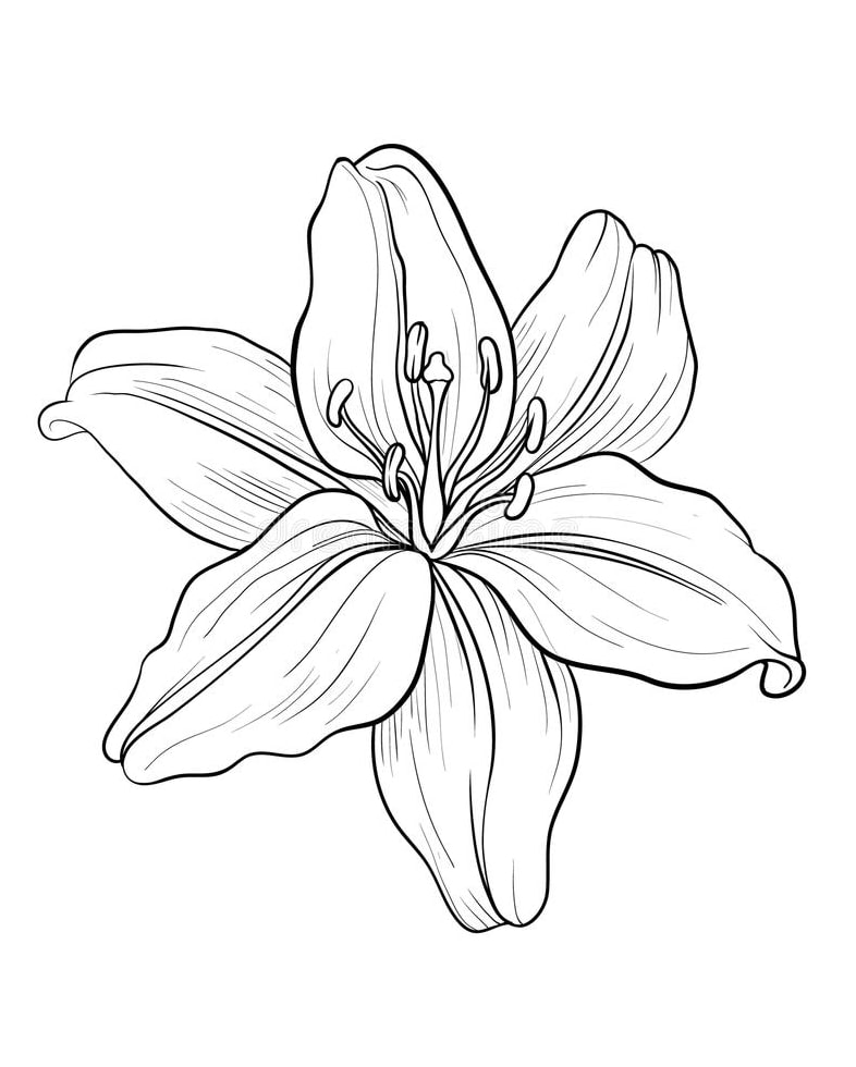 Kaunis täyskukkainen Lily Värityskuva