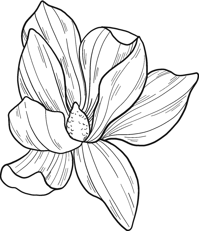 Magnolia 1 Värityskuva